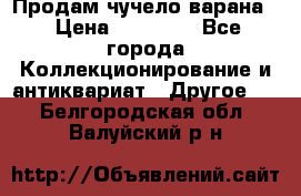Продам чучело варана. › Цена ­ 15 000 - Все города Коллекционирование и антиквариат » Другое   . Белгородская обл.,Валуйский р-н